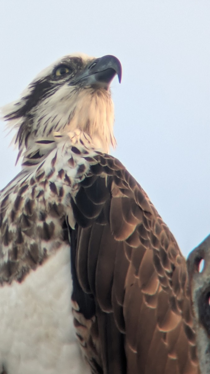 Скопа - ML644845692