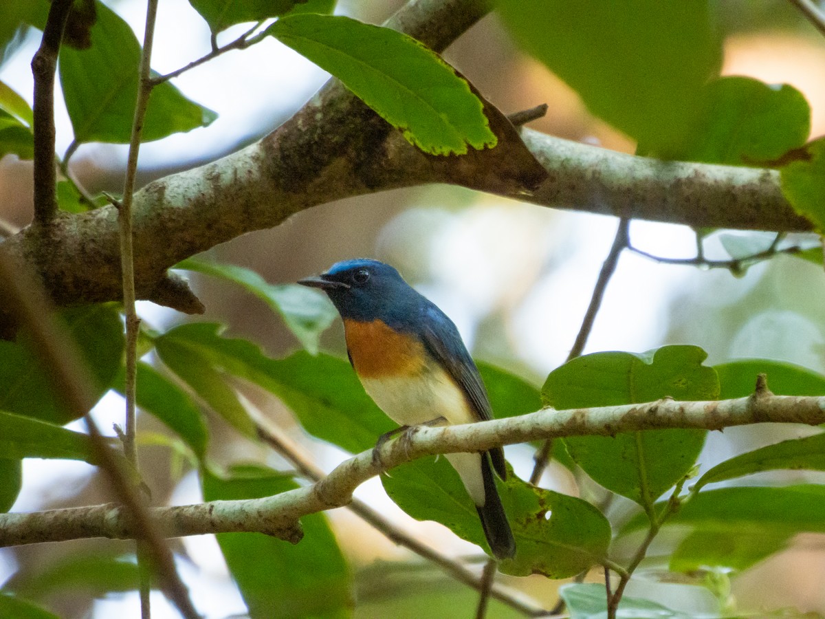 Blue-throated Flycatcher - ML644845695