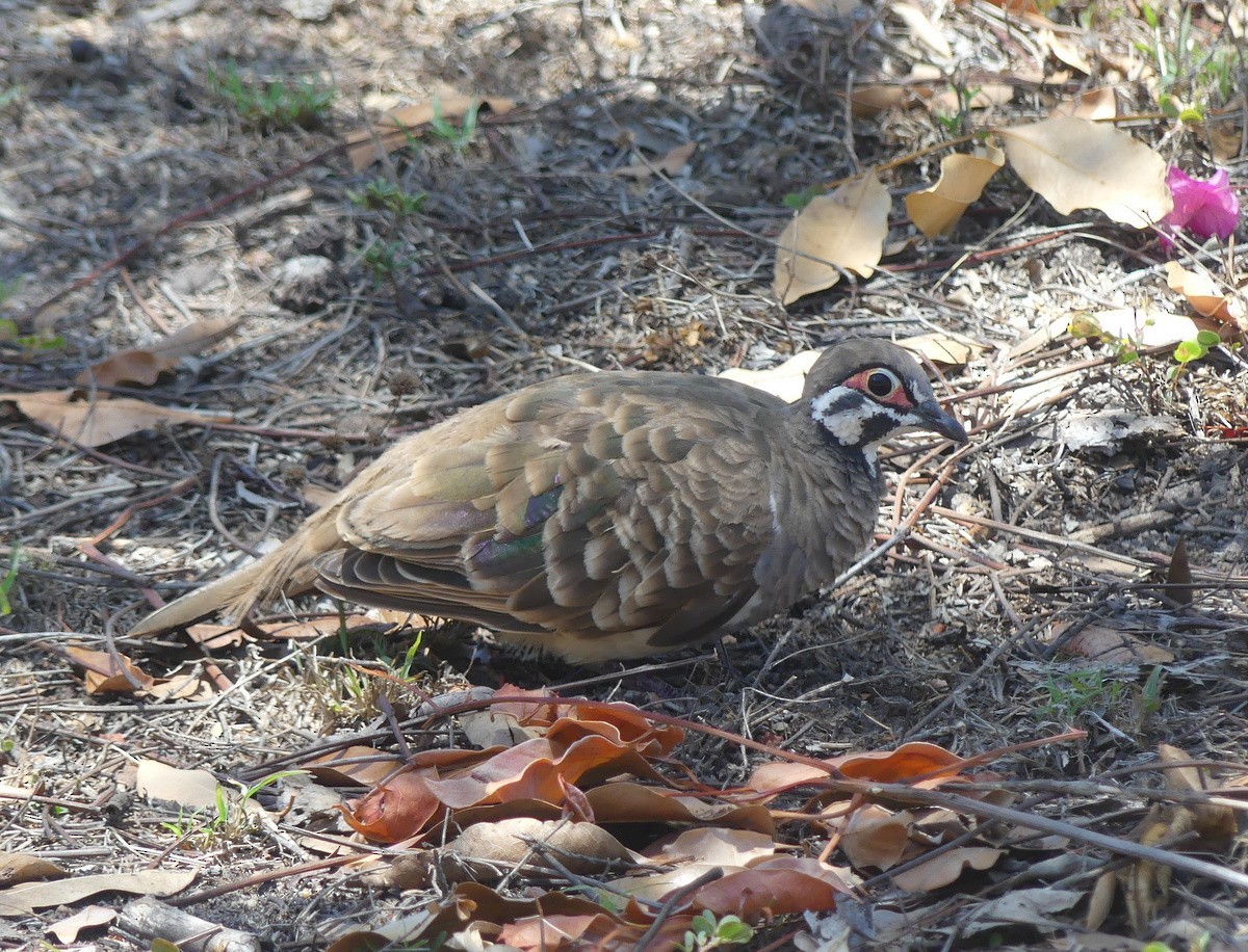 Squatter Pigeon - ML644845700