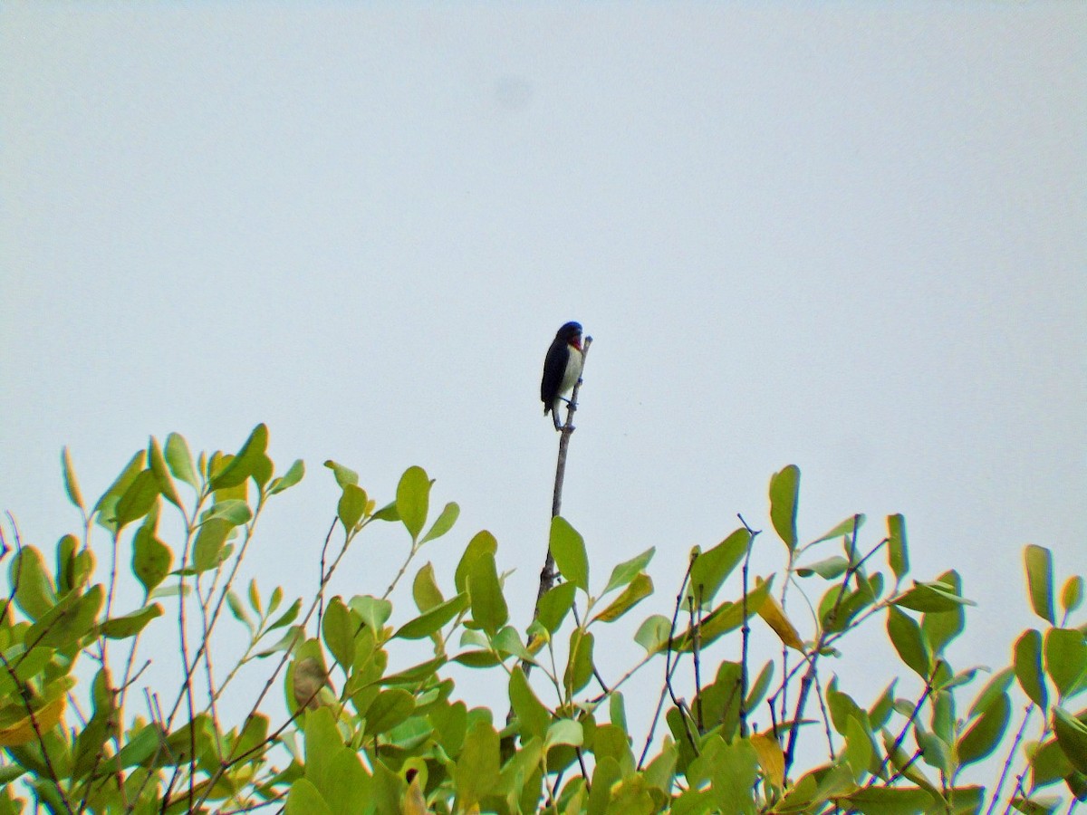 Red-chested Flowerpecker - ML644845702