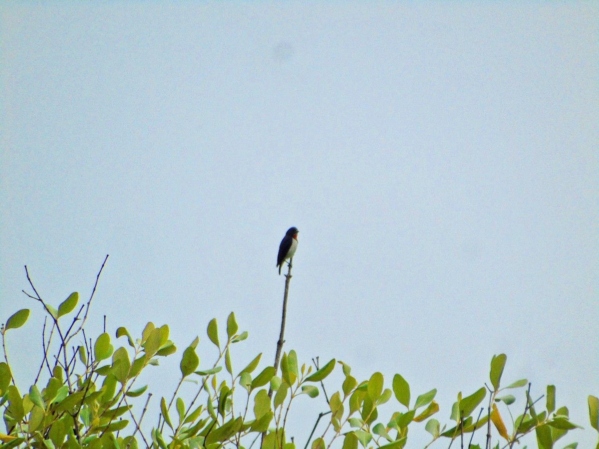 Red-chested Flowerpecker - ML644845703