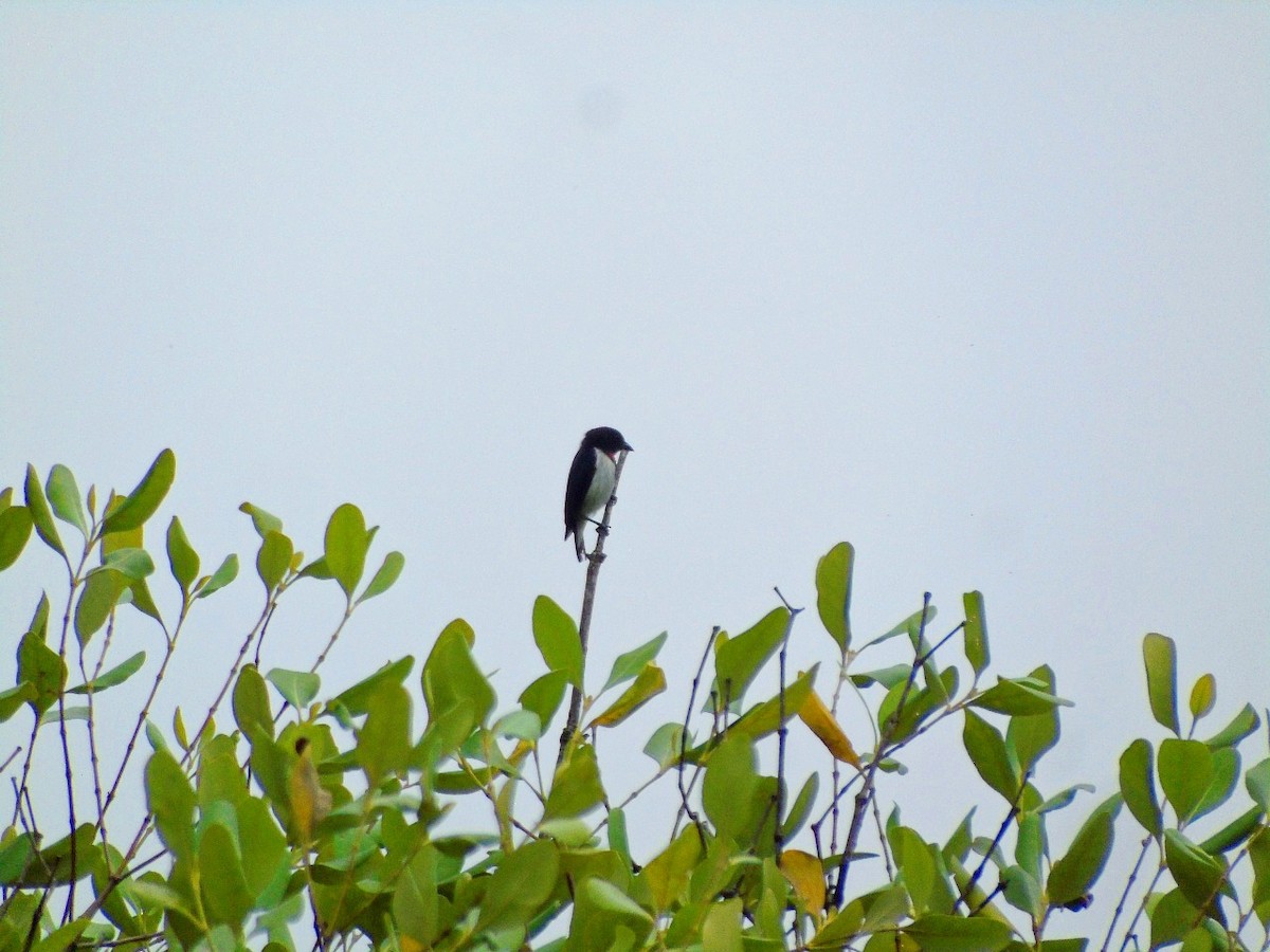 Red-chested Flowerpecker - ML644845704