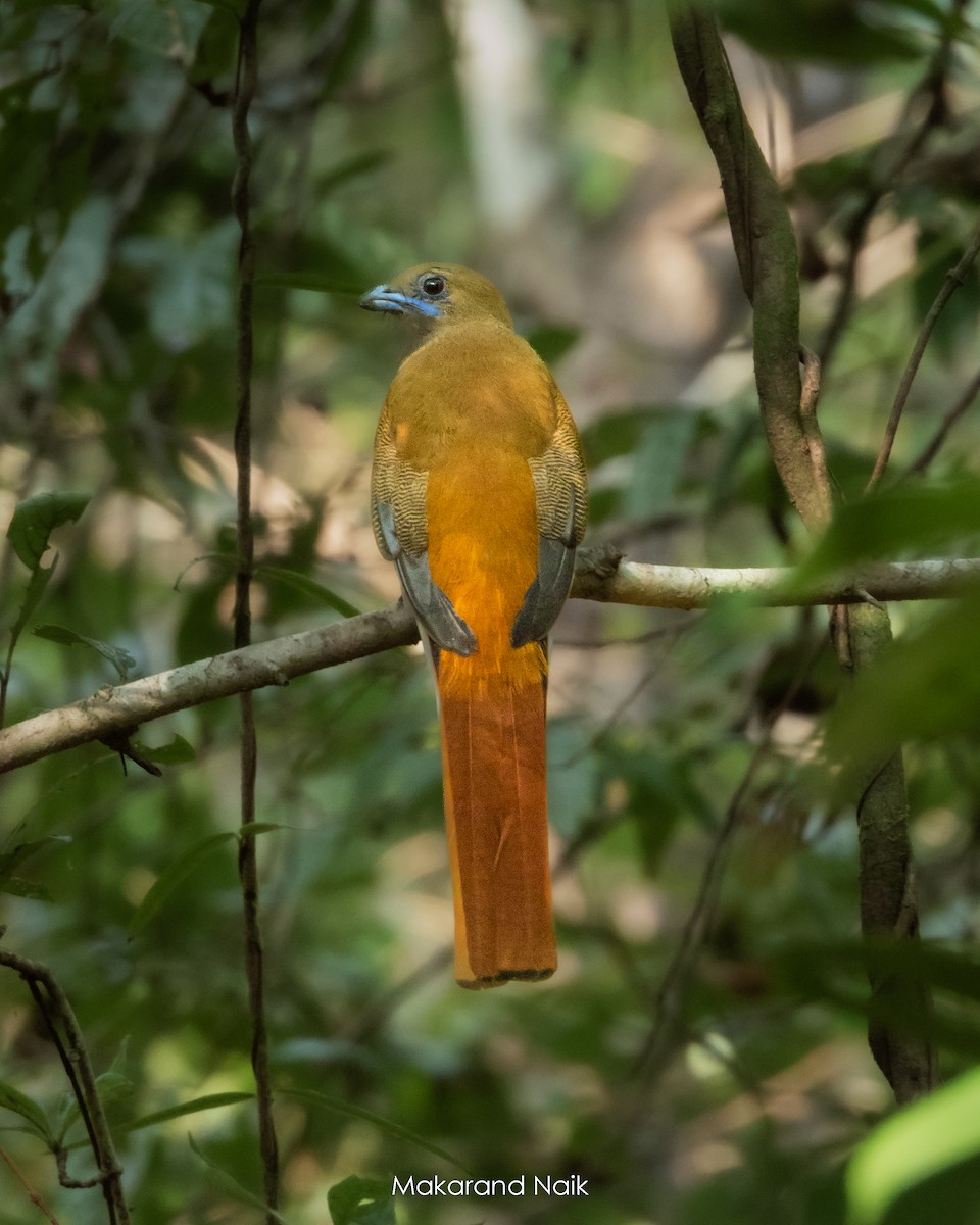 Malabar Trogon - ML644845711