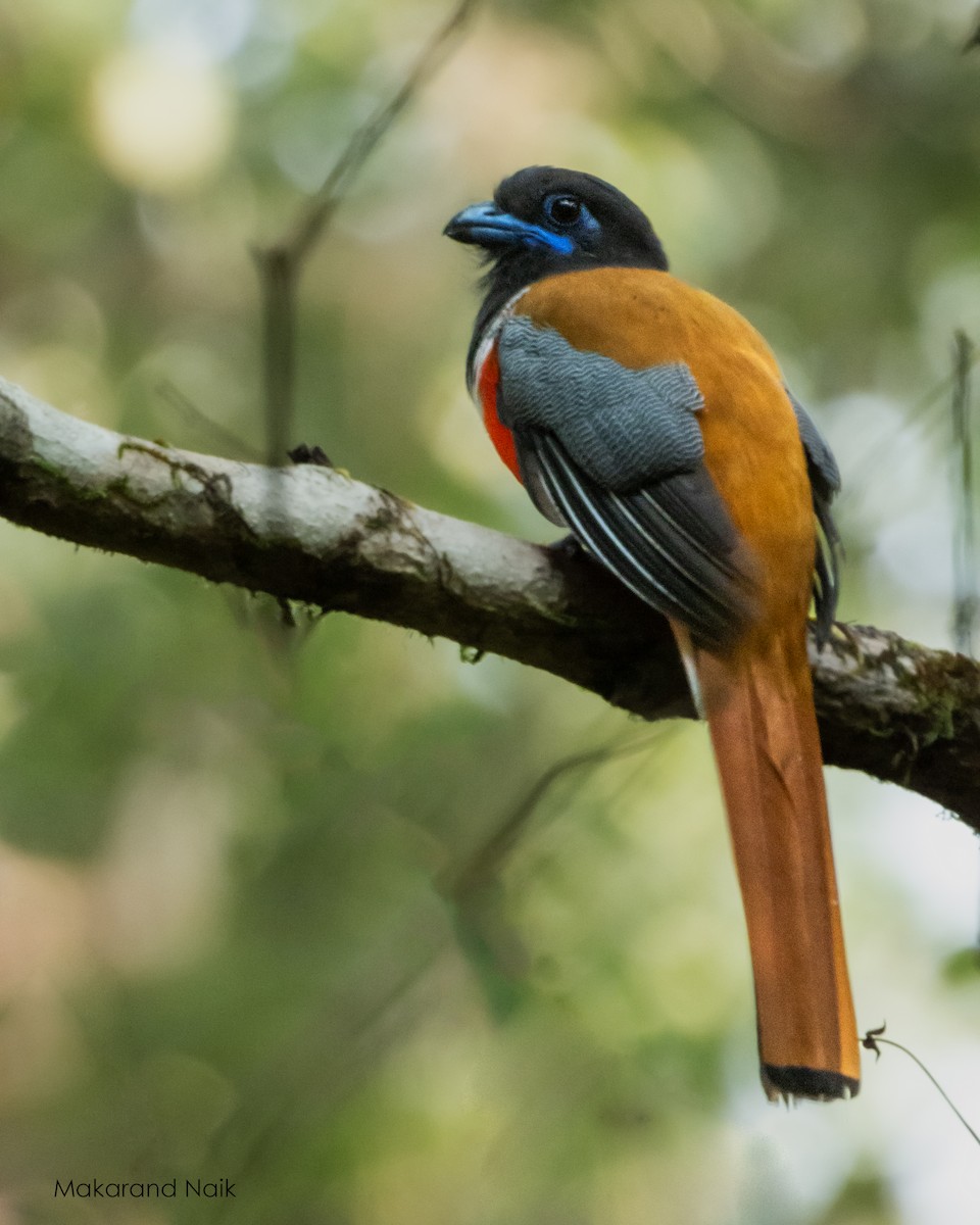 Malabar Trogon - ML644845712