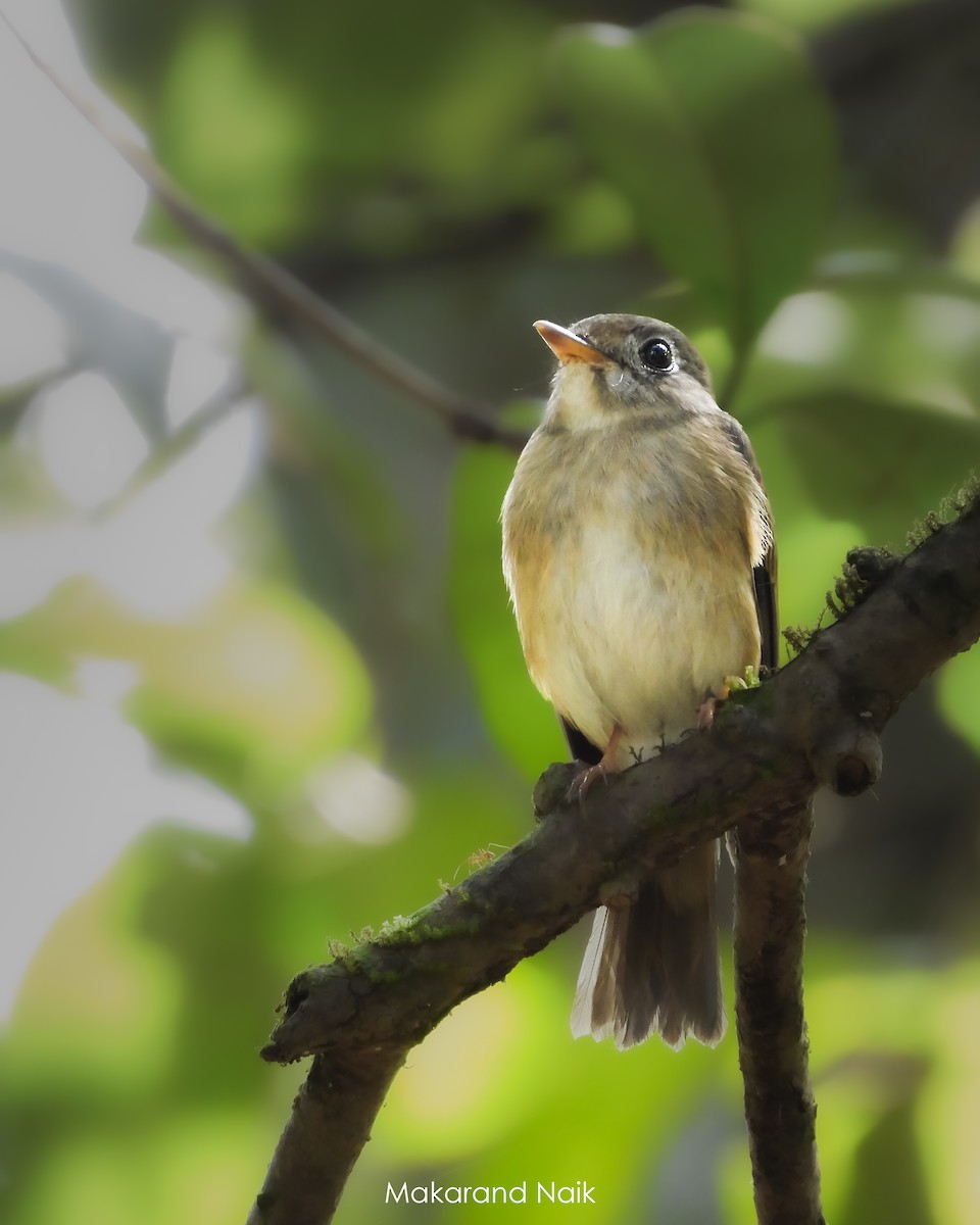 Brown-breasted Flycatcher - ML644845715