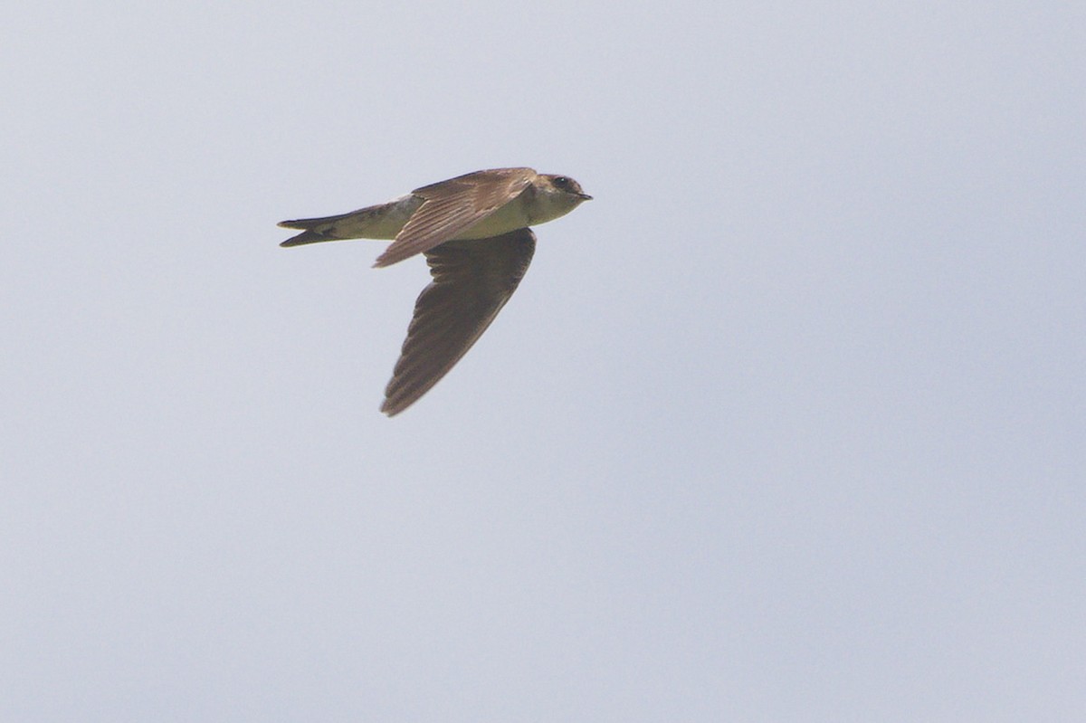 Western House-Martin - ML644845727
