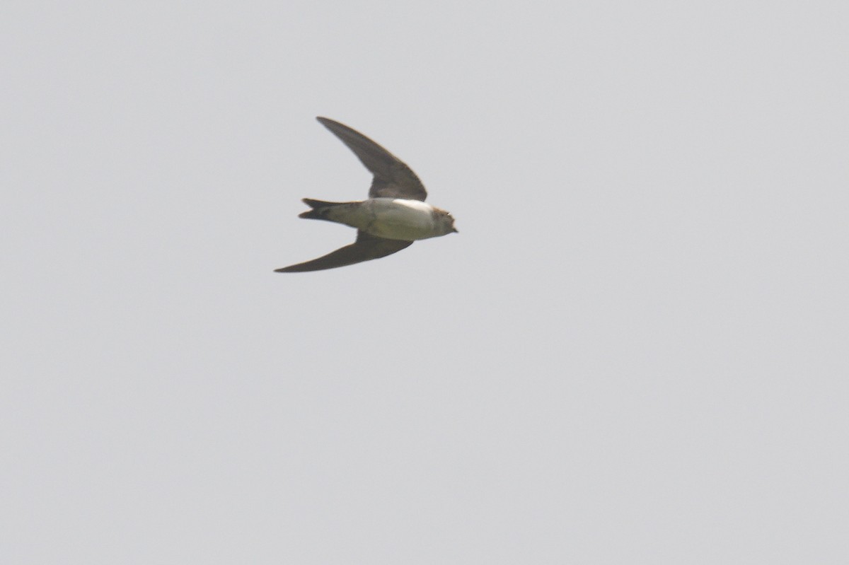 Western House-Martin - ML644845728