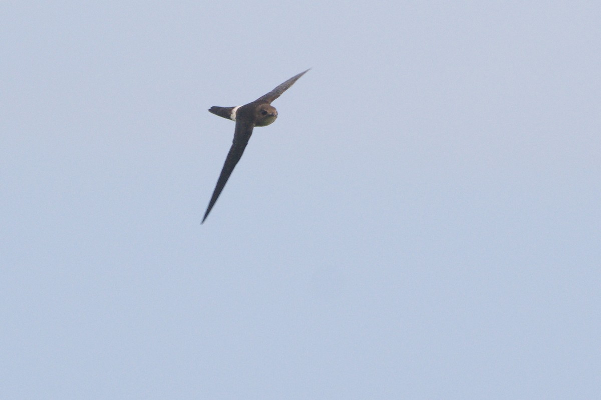 Pacific Swift - ML644845732