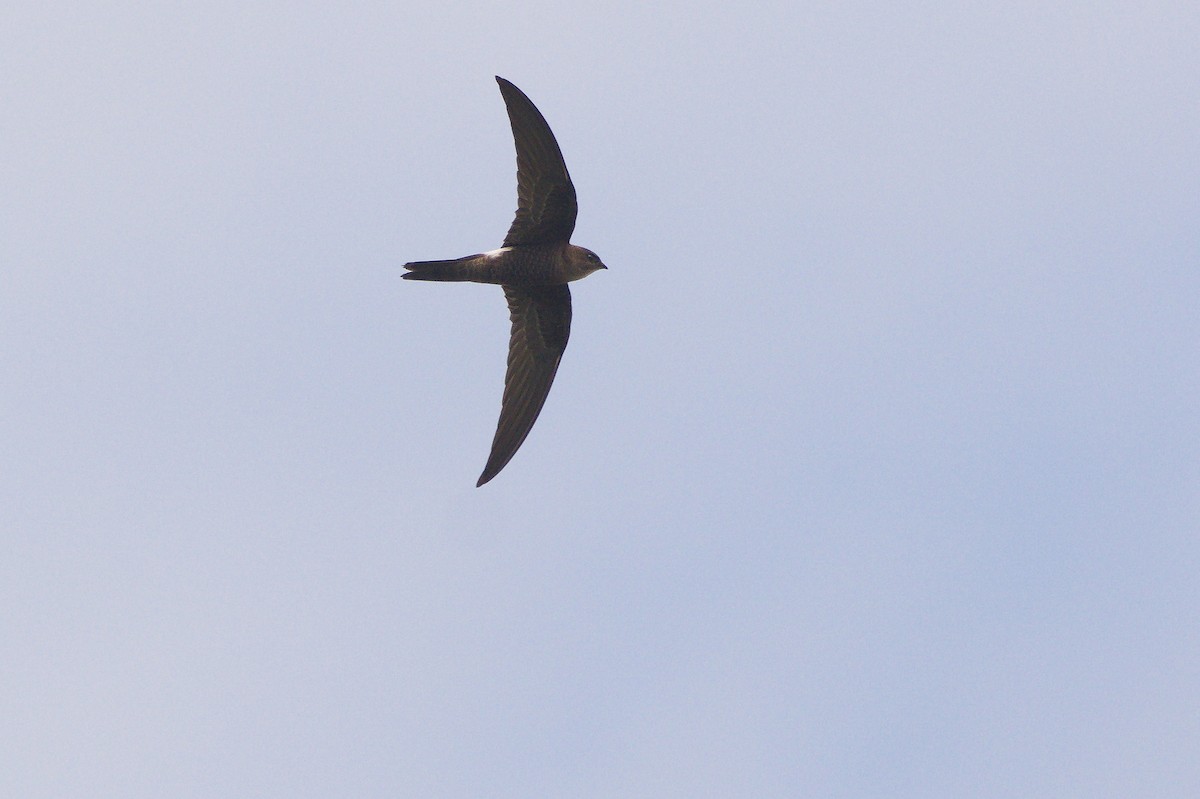 Pacific Swift - ML644845733