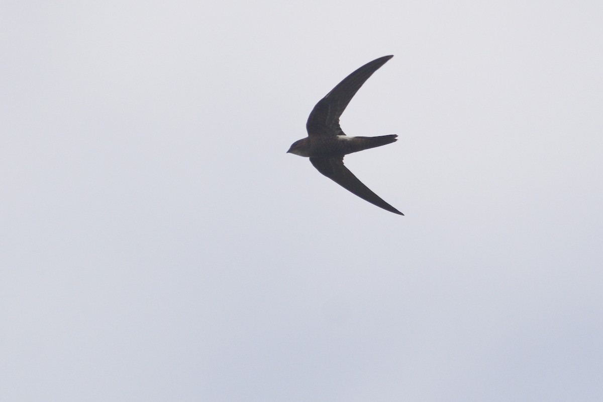 Pacific Swift - ML644845736