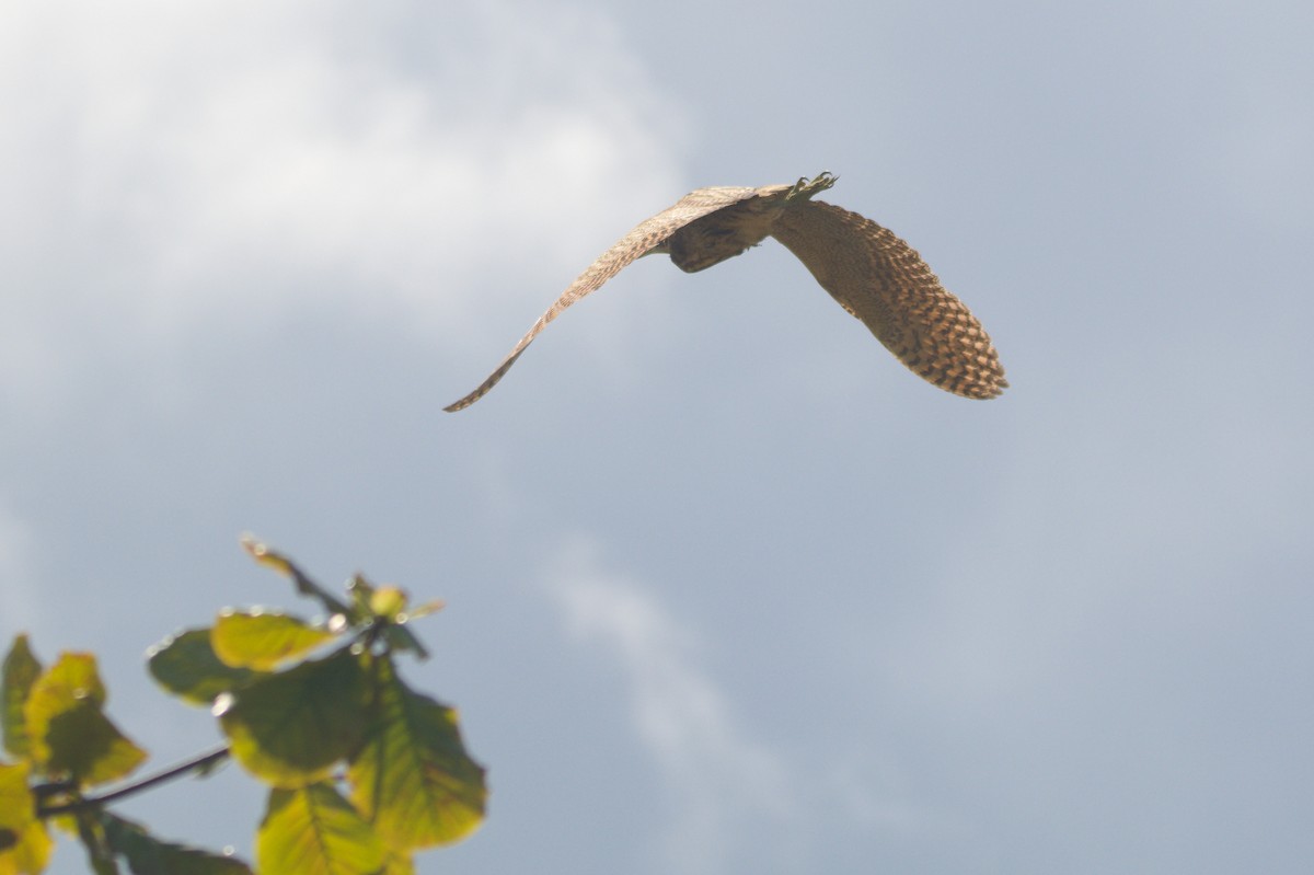 Eurasian Bittern - ML644845749