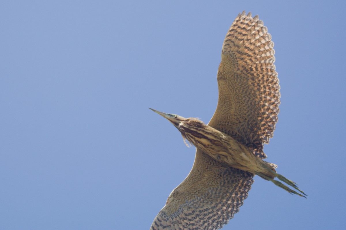 Eurasian Bittern - ML644845750