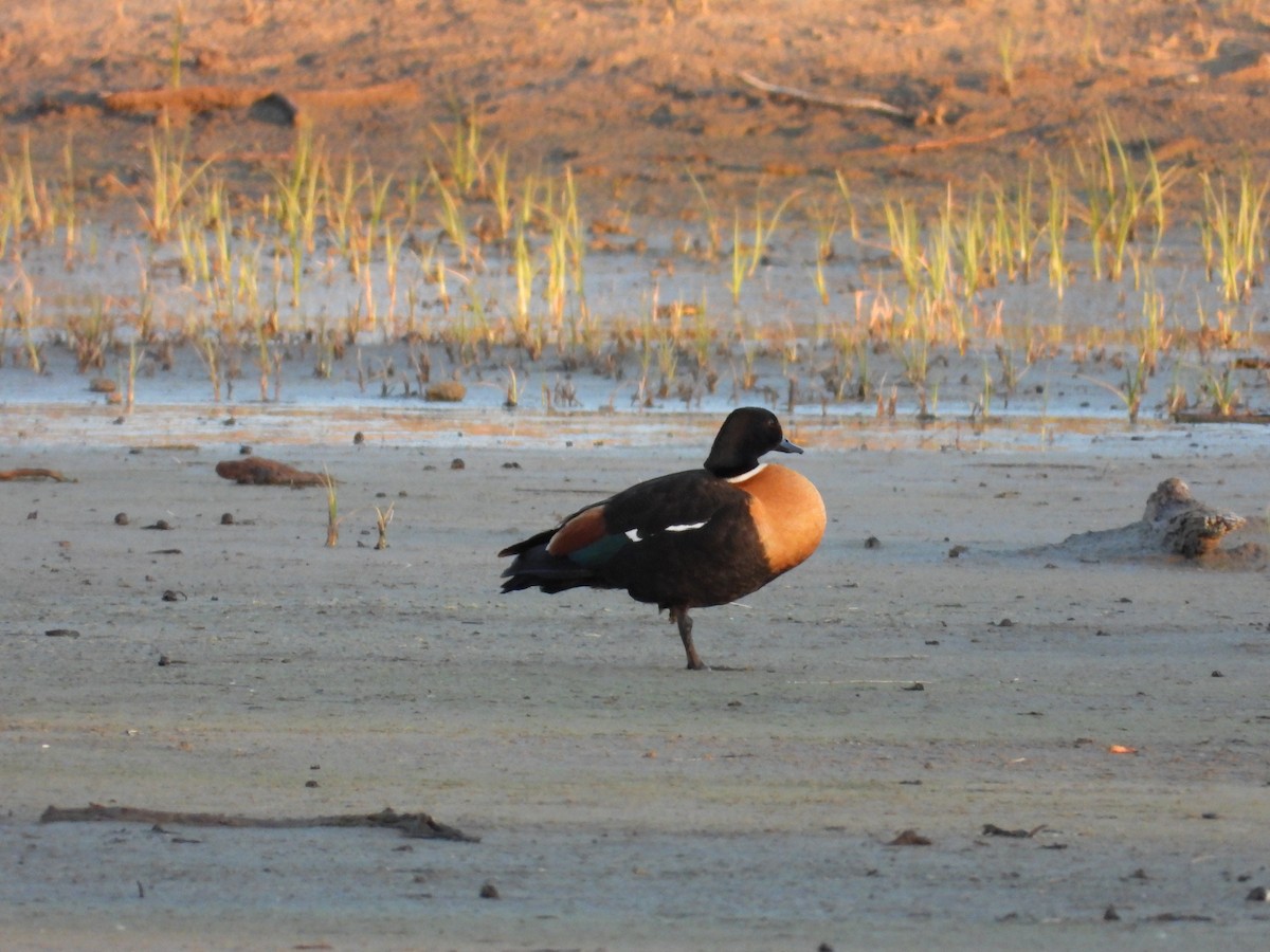 Australian Shelduck - ML644845752