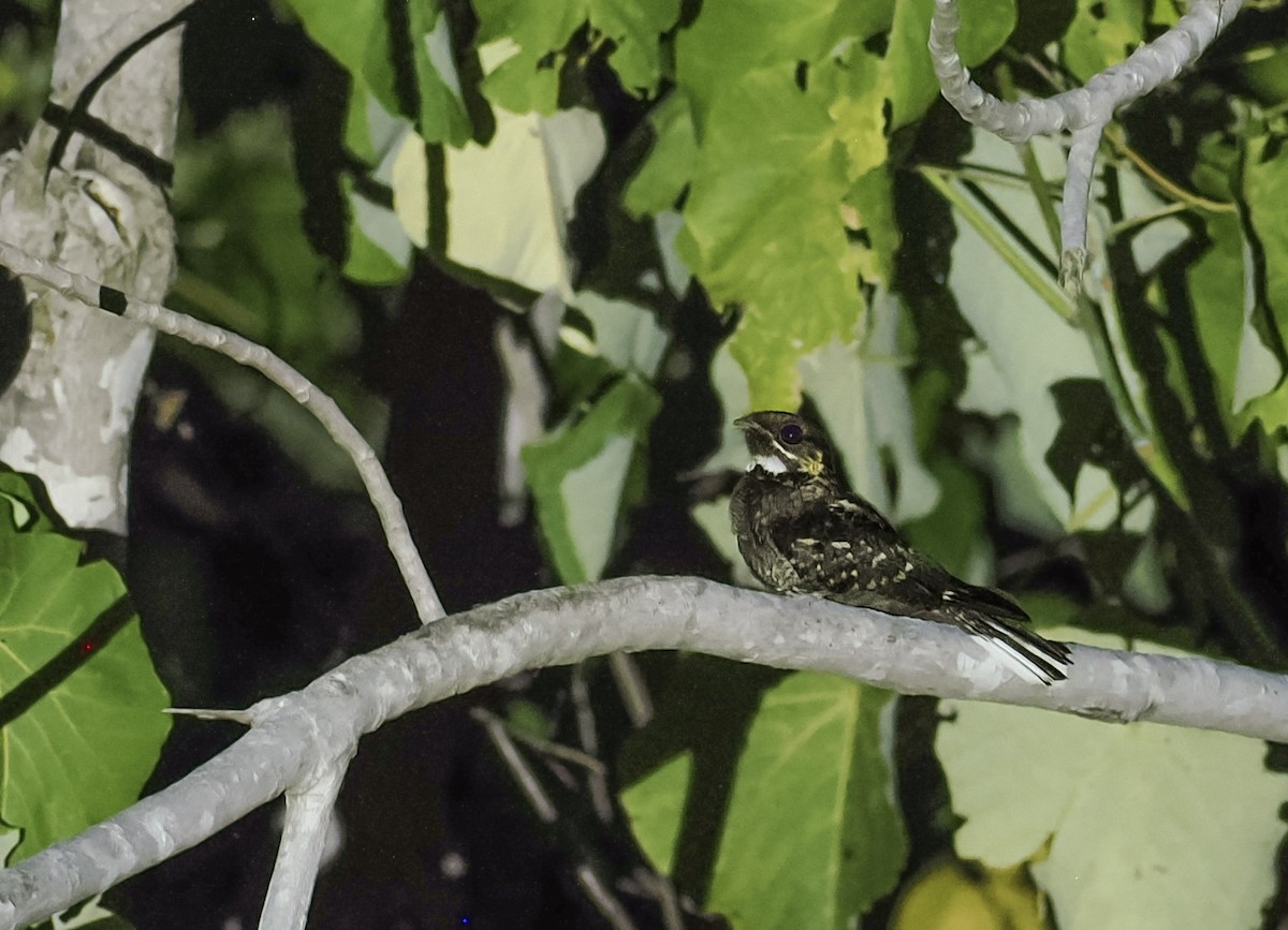 Timor Nightjar - ML644845754