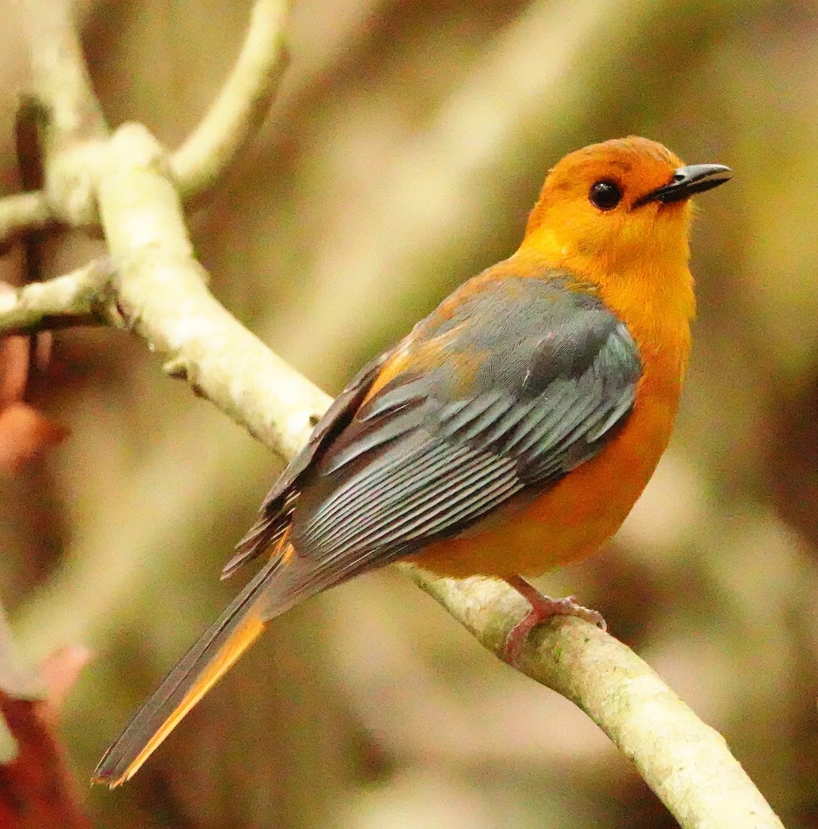 Red-capped Robin-Chat - ML644845763