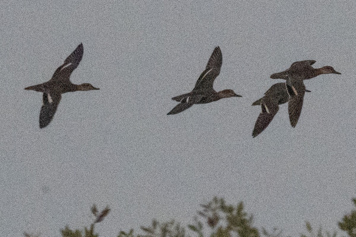 Garganey - ML644845776