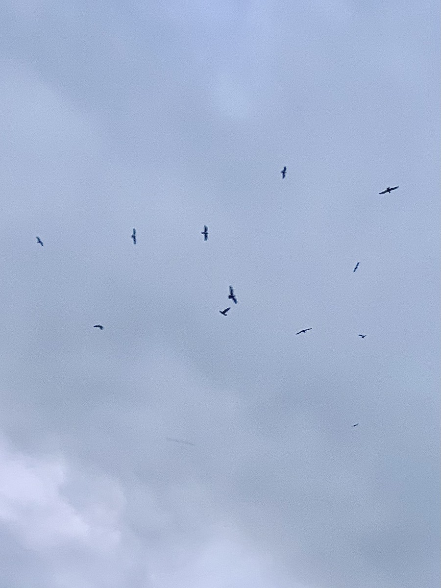 European Herring Gull - ML644845777