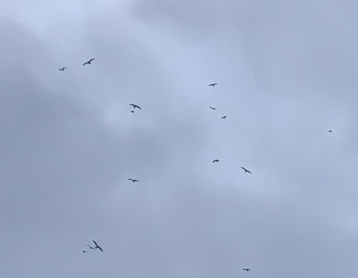 European Herring Gull - ML644845778