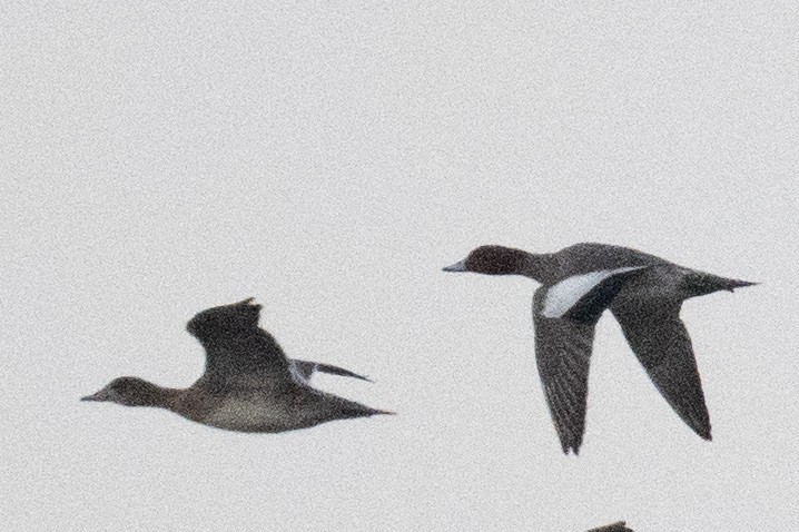 Eurasian Wigeon - ML644845780