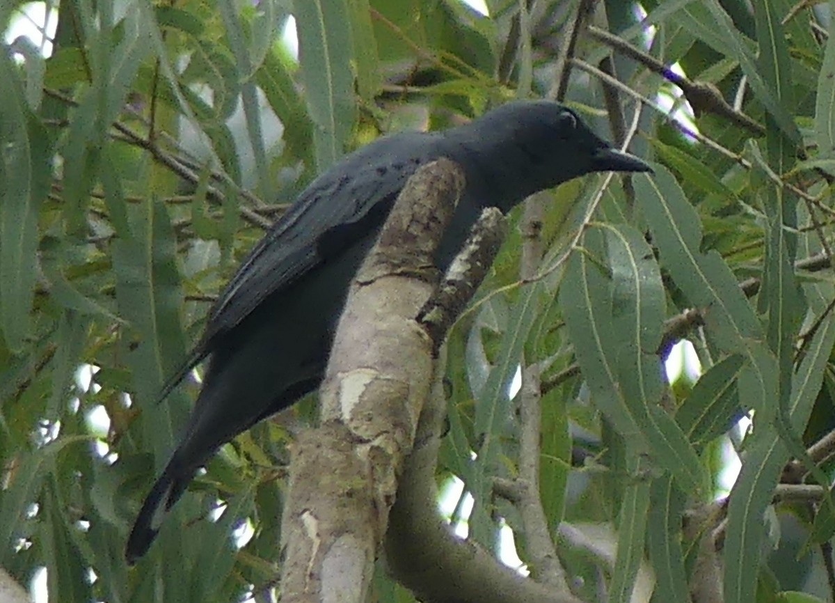 Sahul Cicadabird - ML644845781