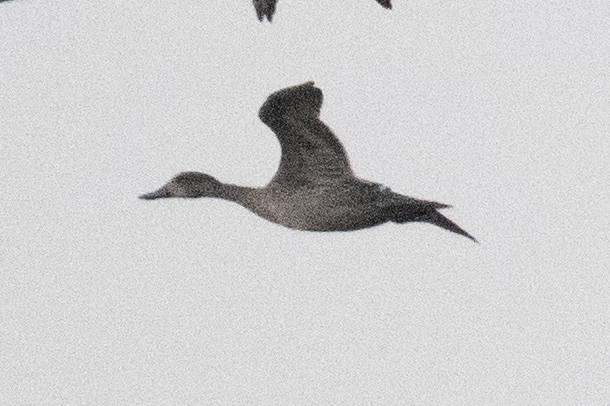 Northern Pintail - ML644845783