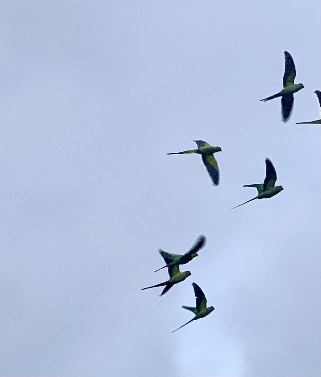 Rose-ringed Parakeet - ML644845784
