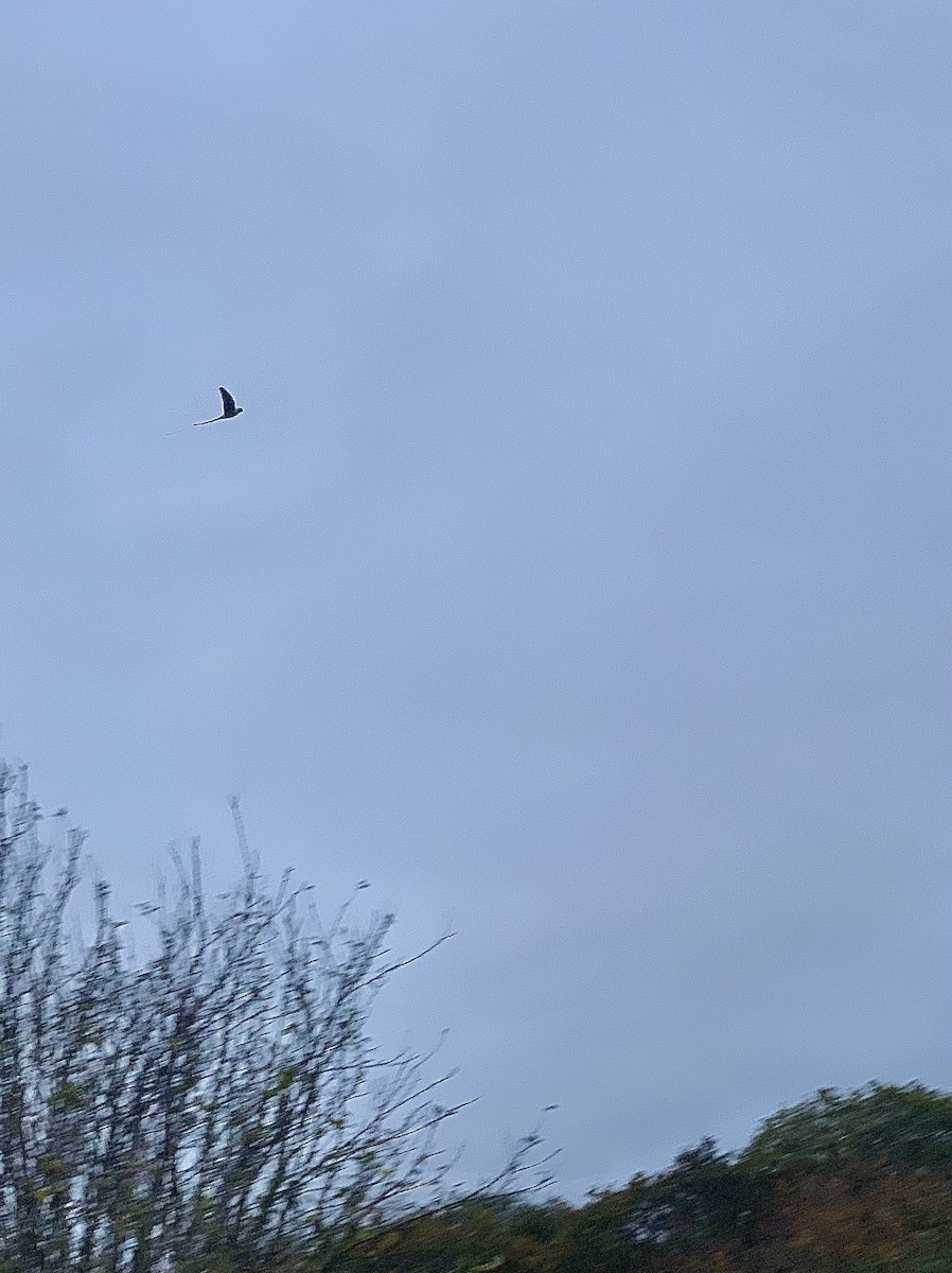 Rose-ringed Parakeet - ML644845785