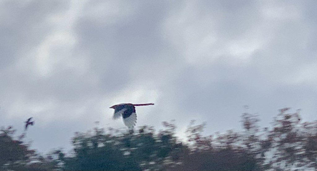 Eurasian Magpie - ML644845786