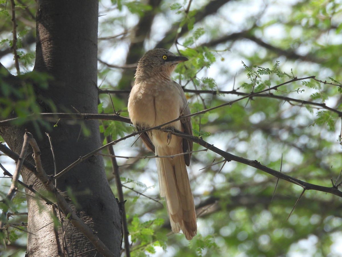 Large Gray Babbler - ML644845787