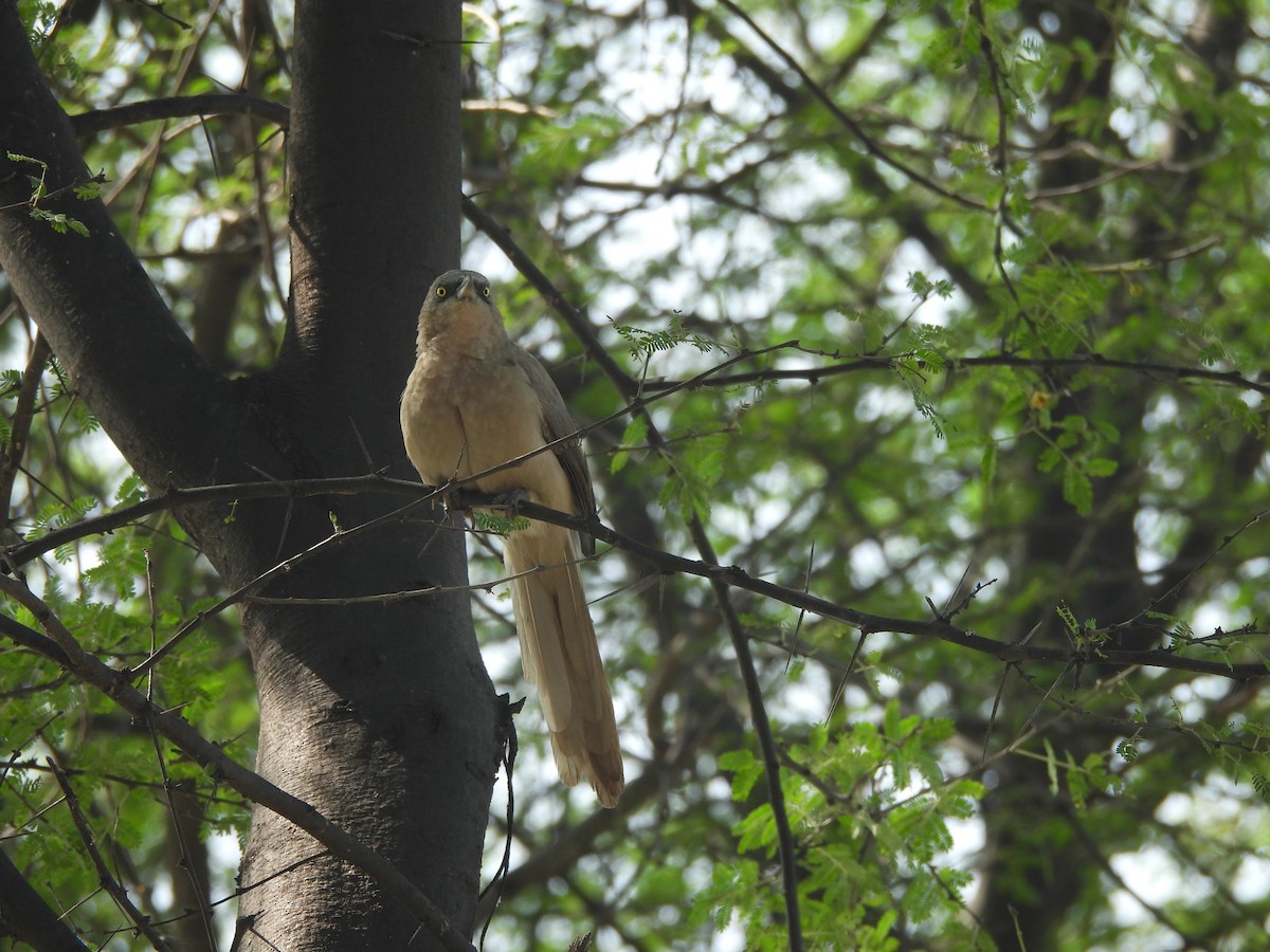 Large Gray Babbler - ML644845788