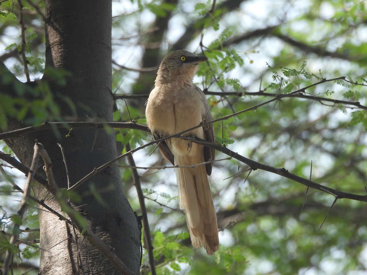 Large Gray Babbler - ML644845789