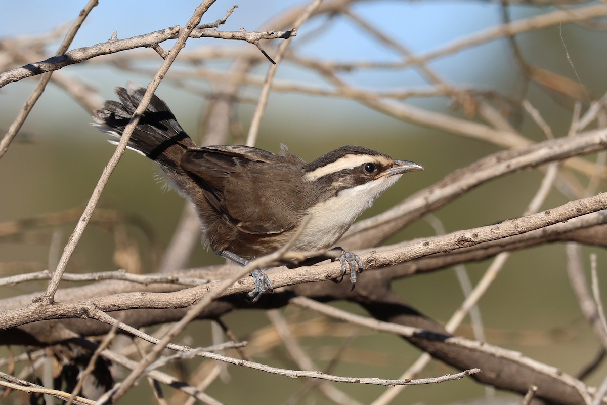 White-browed Babbler - ML644845790