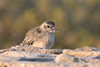 Black-bellied Plover - ML644845791