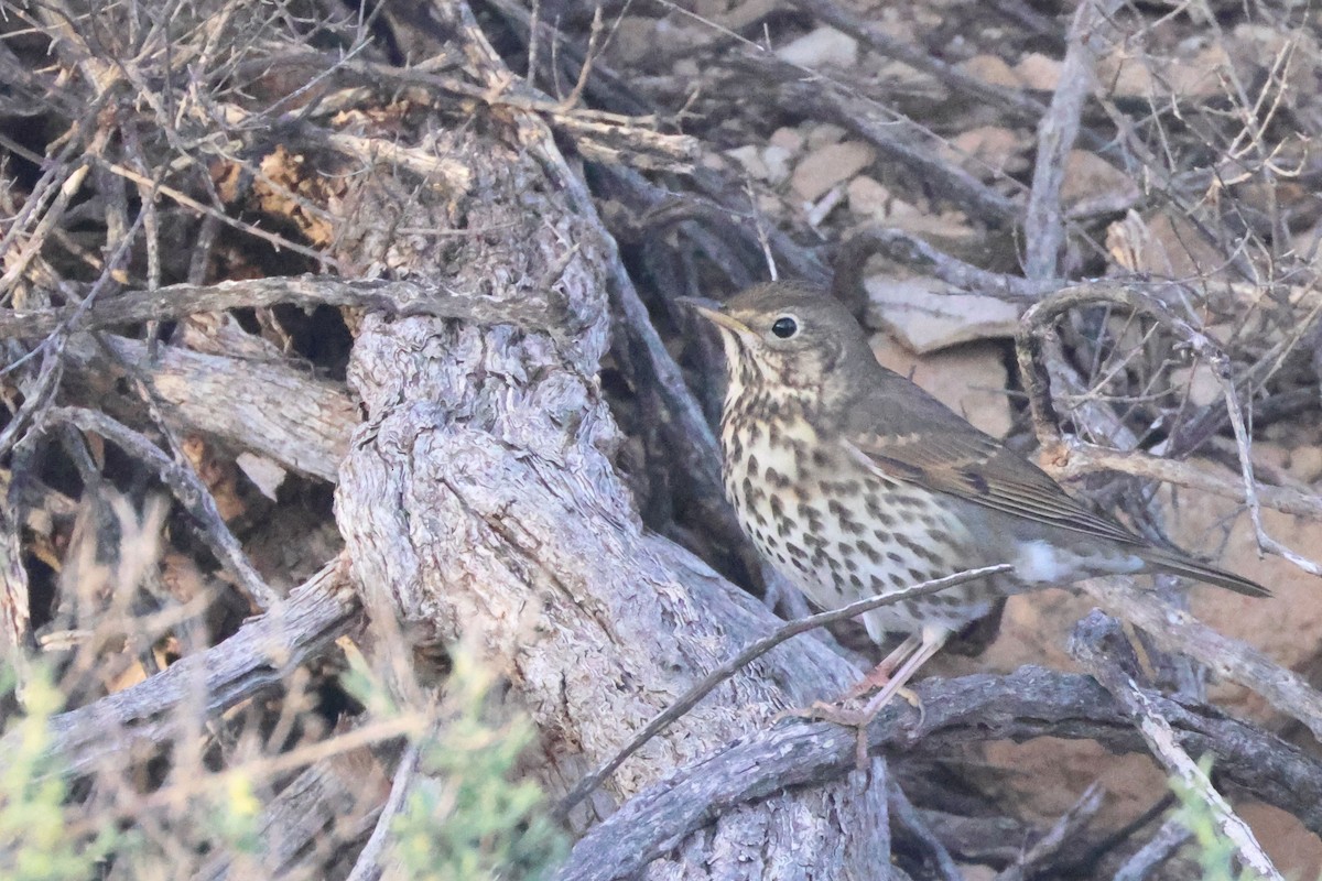 Song Thrush - ML644845793