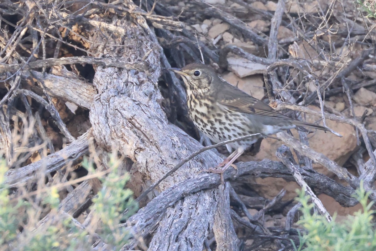 Song Thrush - ML644845794