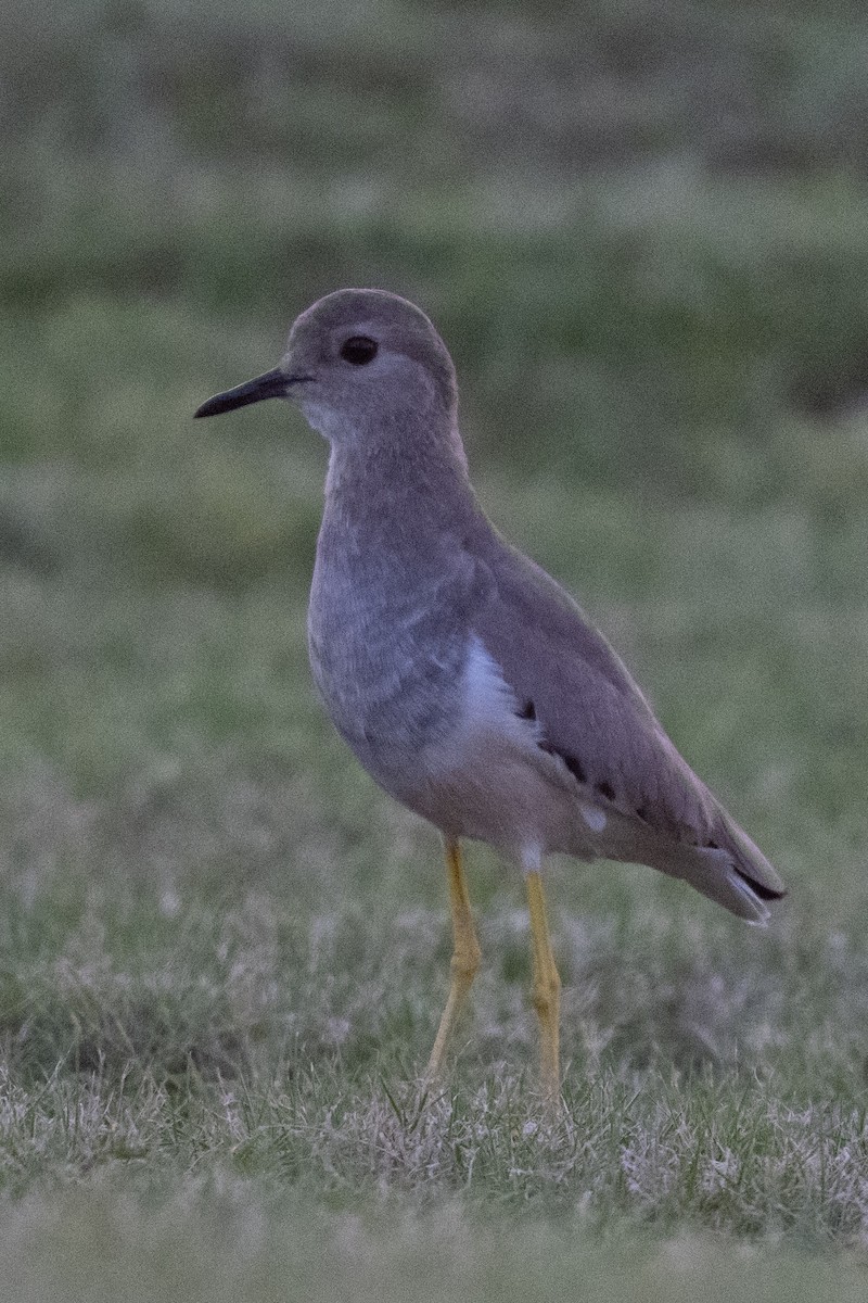 White-tailed Lapwing - ML644845795