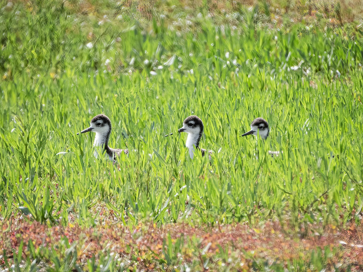 Black-necked Stilt (Black-necked) - ML644845798