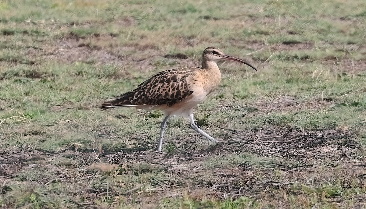 Bristle-thighed Curlew - ML644845801
