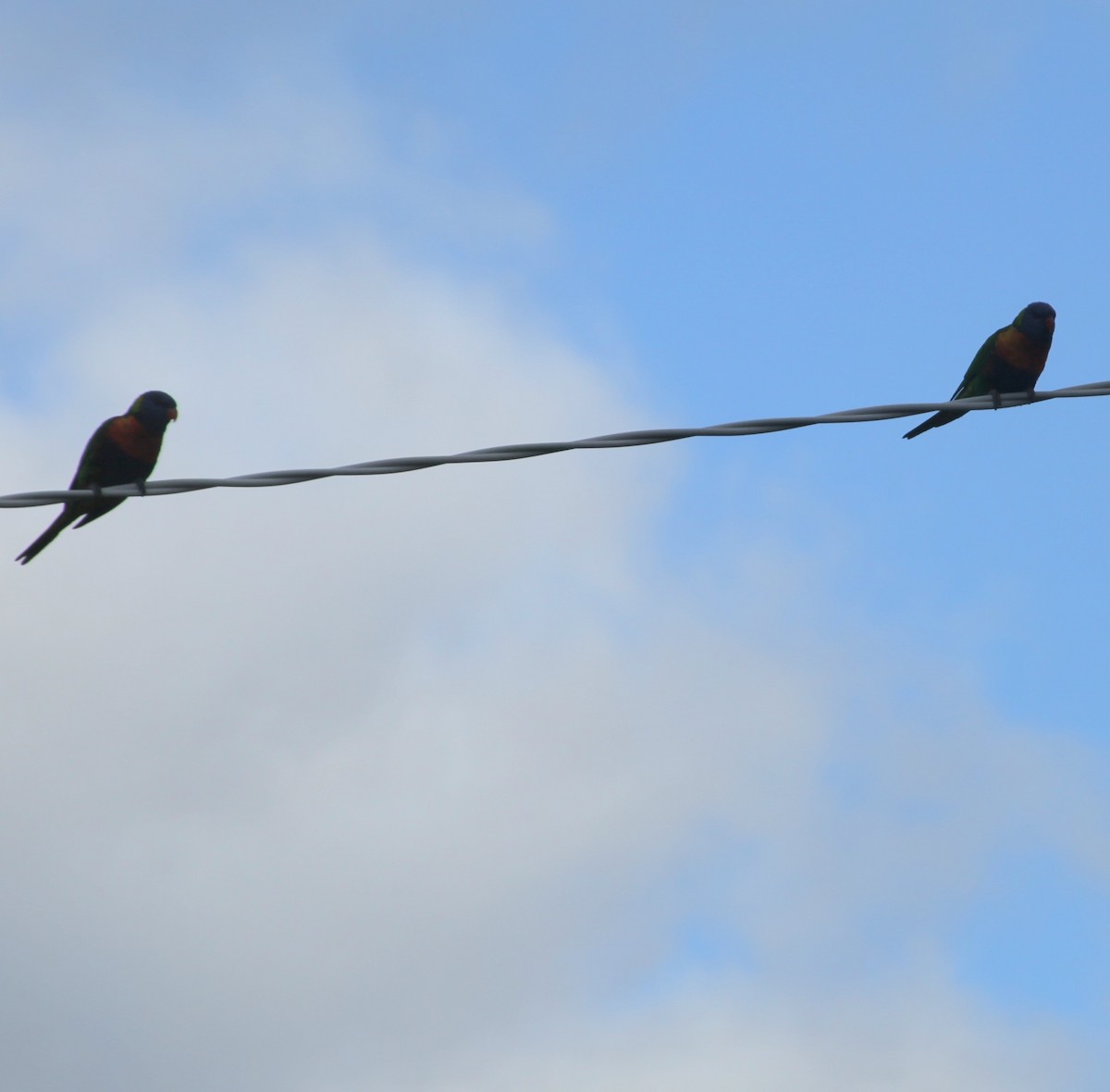 Rainbow Lorikeet - ML644845802
