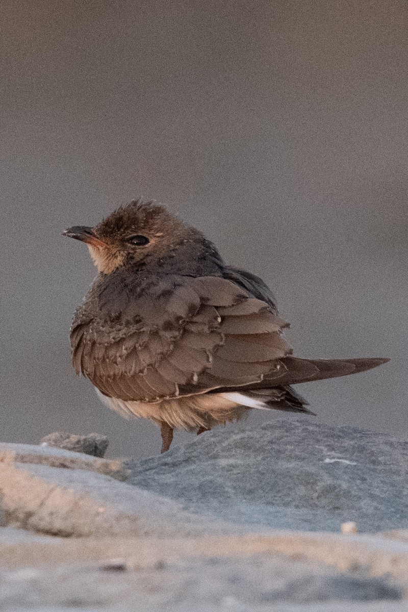 Collared Pratincole - ML644845803