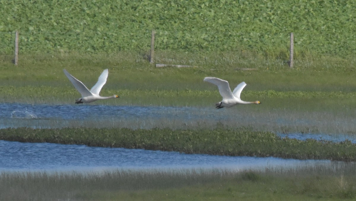 Whooper Swan - ML644845804