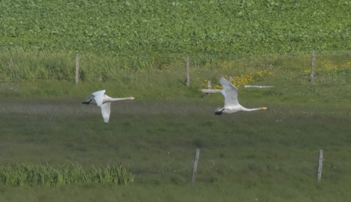 Whooper Swan - ML644845805