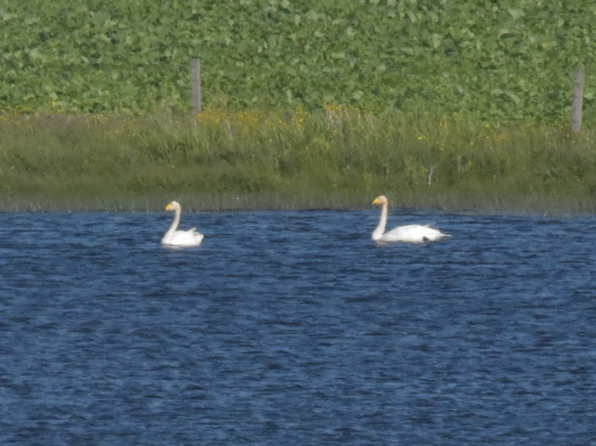 Whooper Swan - ML644845806