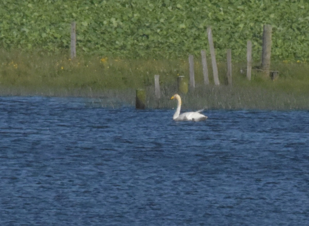 Whooper Swan - ML644845807