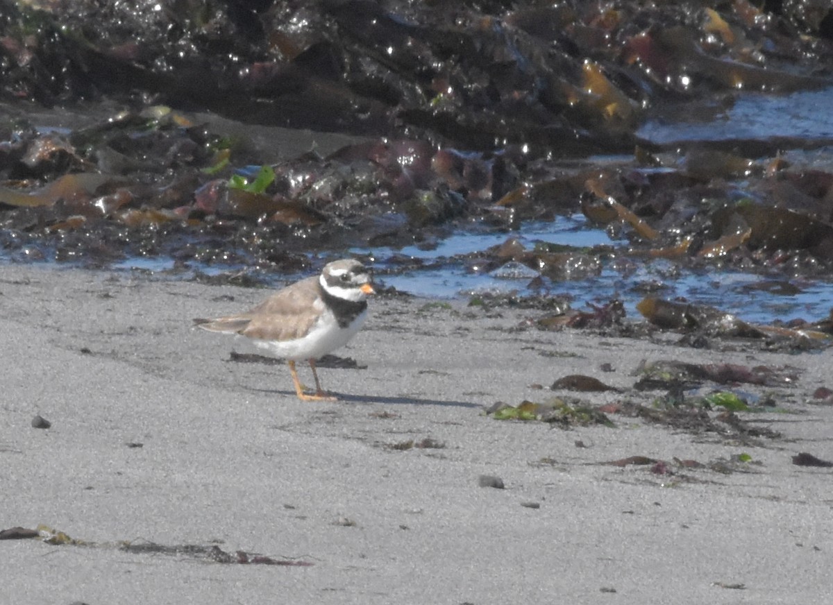 Common Ringed Plover - ML644845809