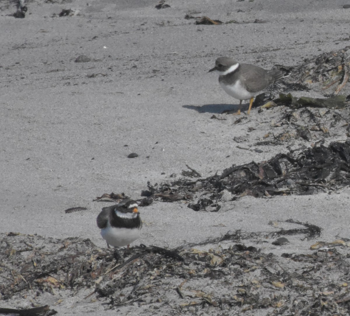 Common Ringed Plover - ML644845810