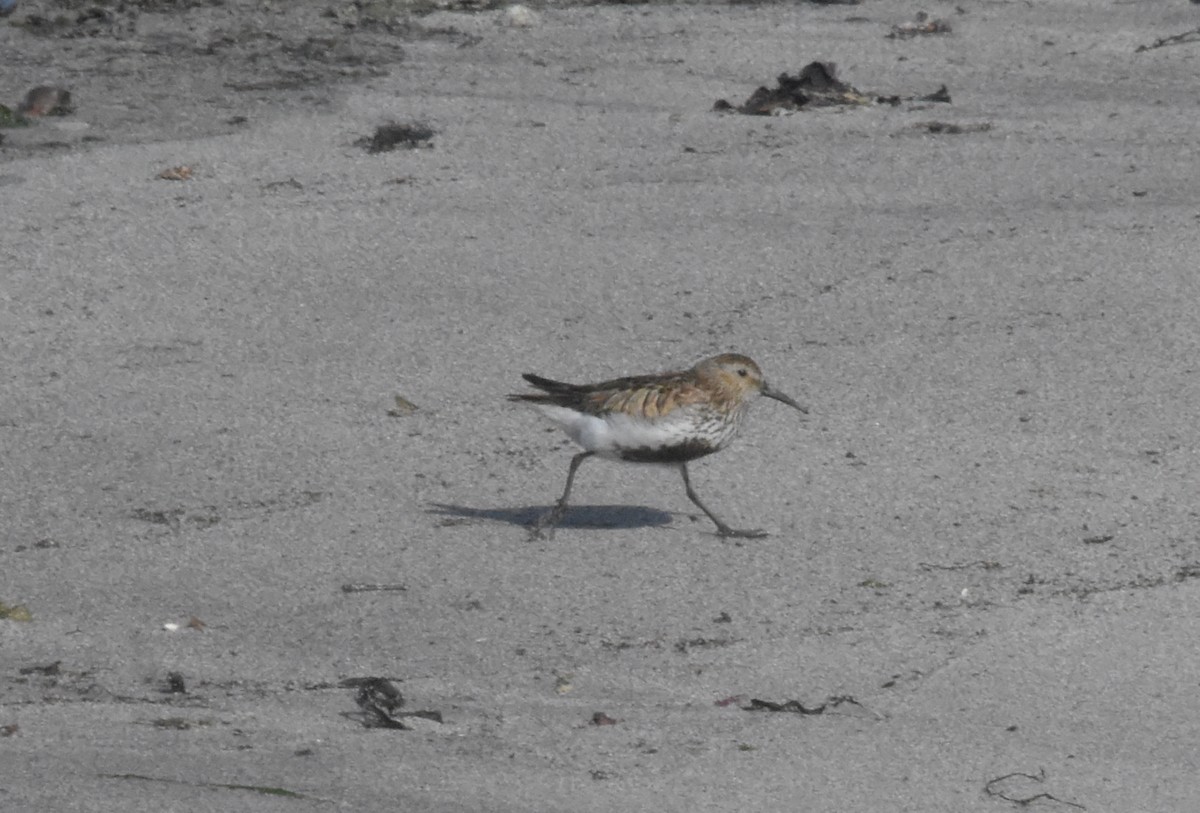 Dunlin - ML644845812
