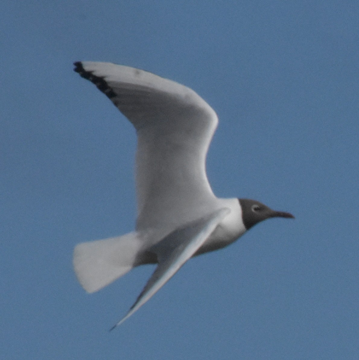 Black-headed Gull - ML644845813