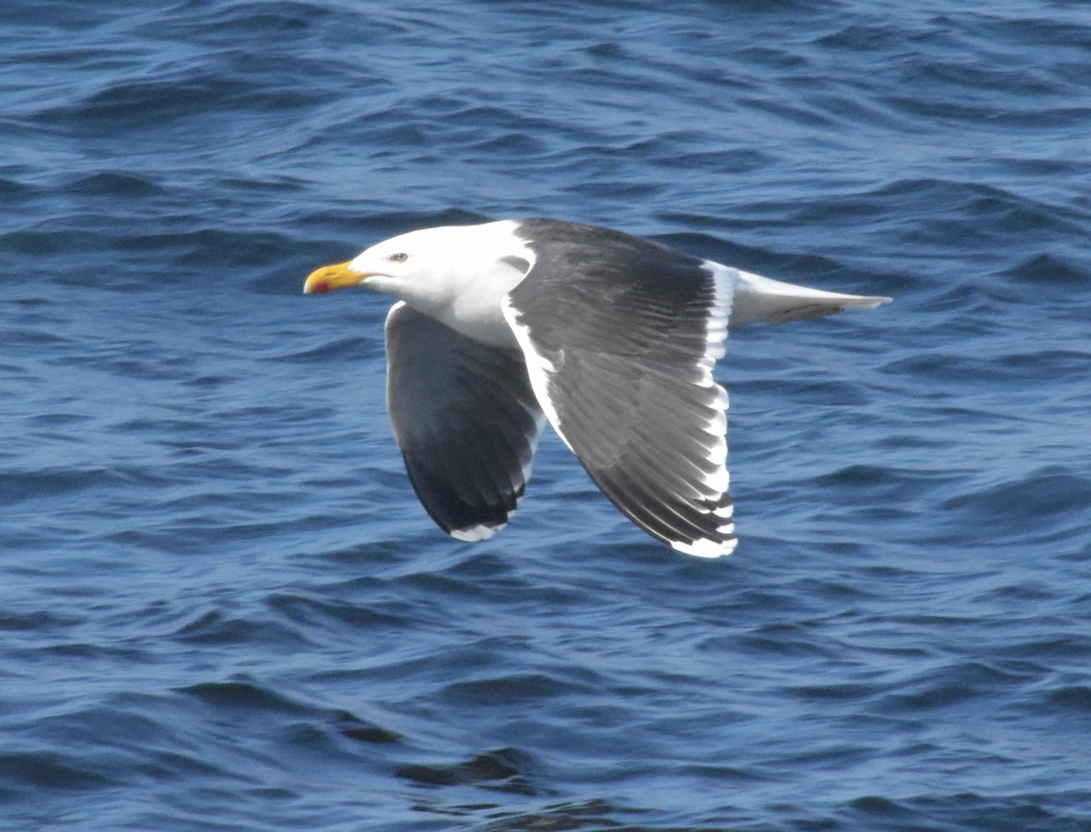 Great Black-backed Gull - ML644845814