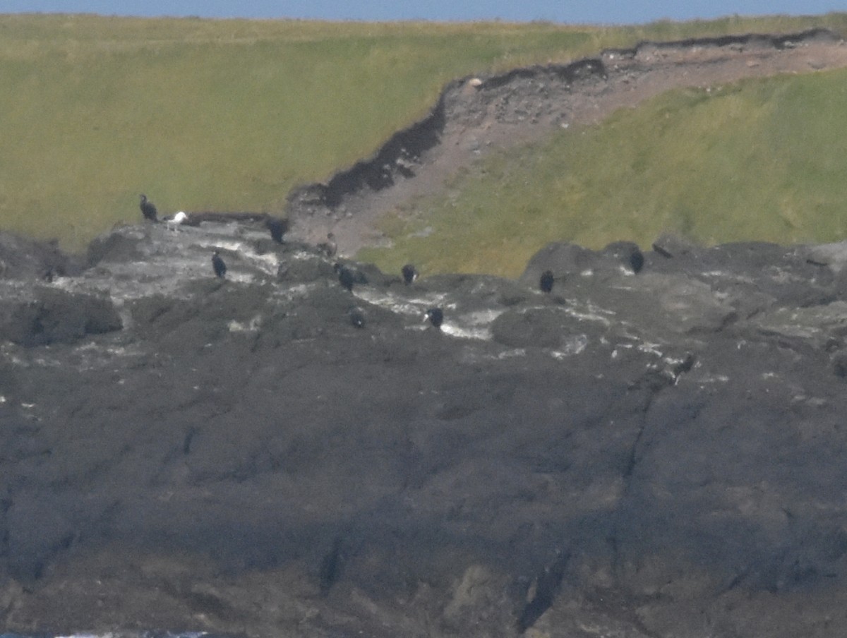 Great Cormorant - ML644845815